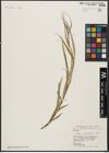 Foto von Salix acmophylla Boiss.